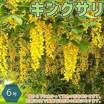 キングサリ　苗 楽天市場】キングサリ苗2025年開花予定苗 別名をキバナフジ黄花藤